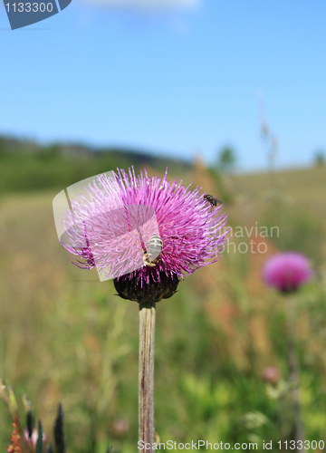 Image of Thistle flower