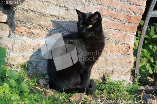 Image of Black cat