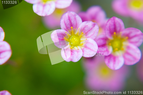 Image of Macro flower
