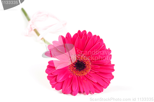 Image of Gerbera