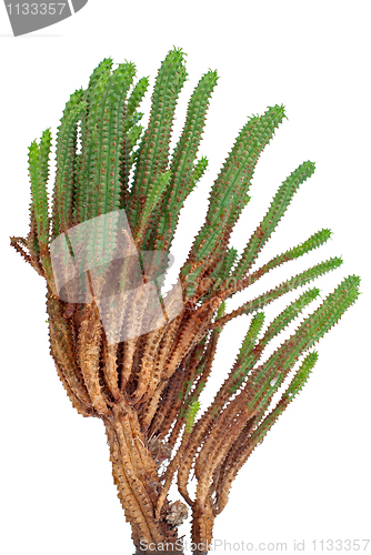 Image of Cactus