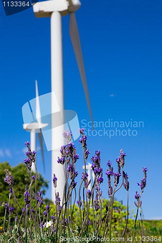 Image of wild lavanda  against  blue sky with giant Wind turbine as backg