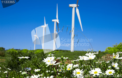 Image of wild daisy  against  blue sky with giant Wind turbine as backgro
