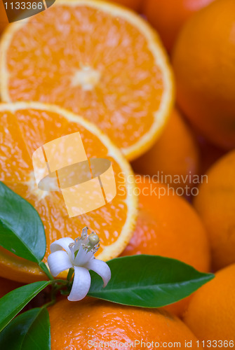 Image of oranges with leafs and blossom in a white background 