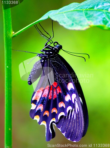 Image of colourful butterfly sitting on a plant