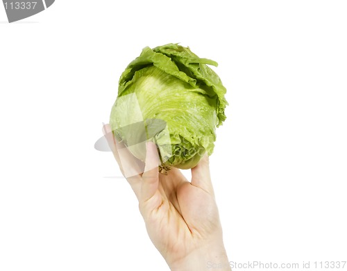 Image of Head of Lettuce