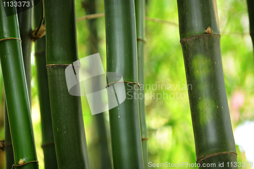 Image of bamboo