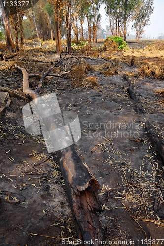 Image of forest after fire