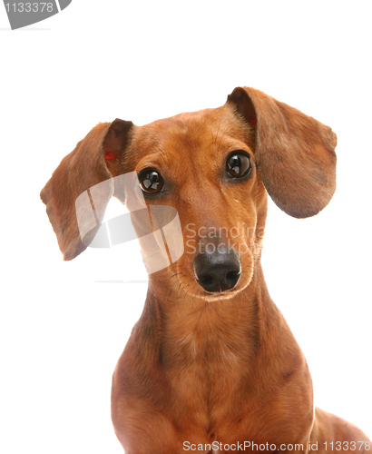 Image of dachshund
