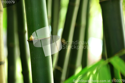 Image of bamboo