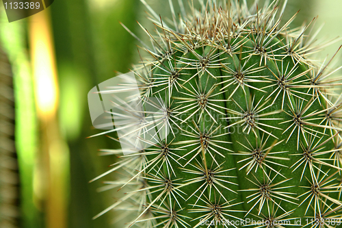 Image of cactus close up