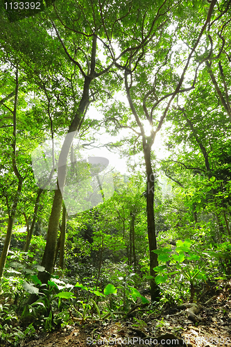 Image of Green forest with ray