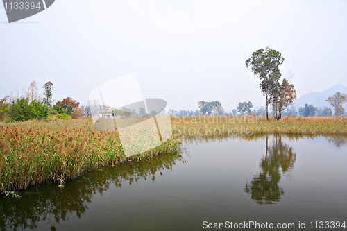 Image of Wetland