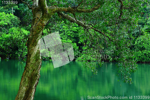 Image of tree in water