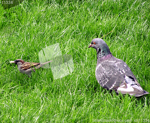 Image of Pigeon running a sparow