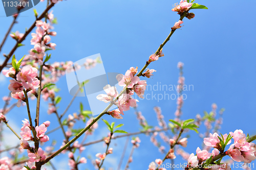 Image of sakura japanese cherry blossoms