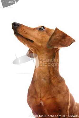 Image of dachshund looking to top