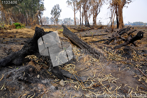 Image of forest after fire