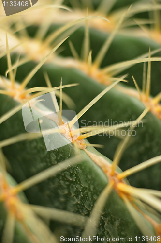 Image of cactus close up