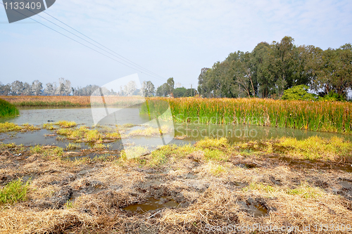 Image of Wetland