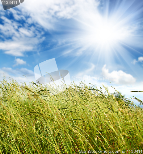 Image of grass and wind blowing