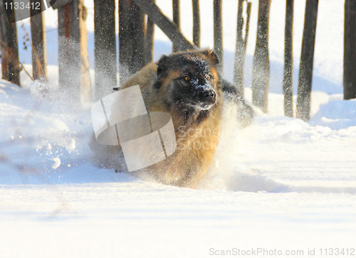 Image of Caucasian Shepherd dog running in snow