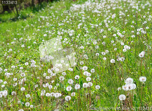 Image of spring meadow with dandelion flowers