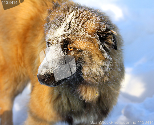 Image of Caucasian Shepherd dog in snow