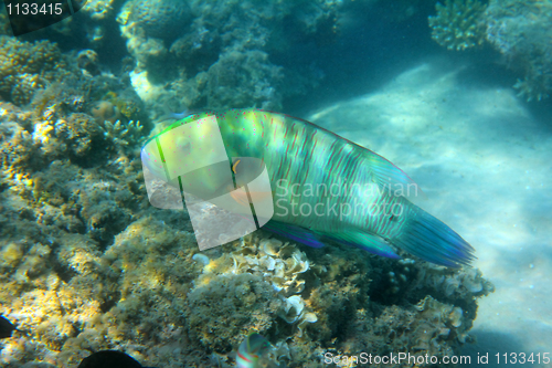 Image of parrot fish under water
