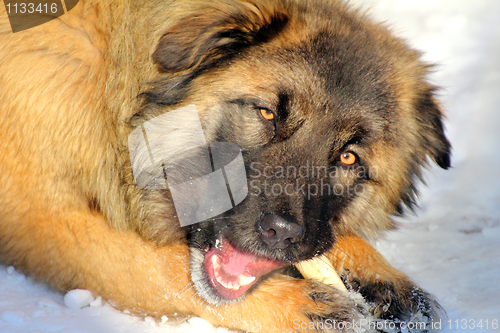 Image of Caucasian Shepherd dog eating bone