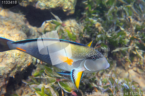 Image of surgeon-fish close-up