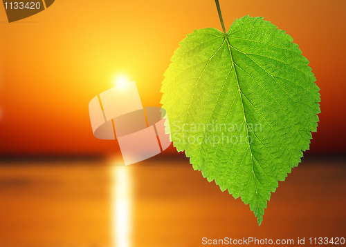 Image of green leaf and sunrise over sea