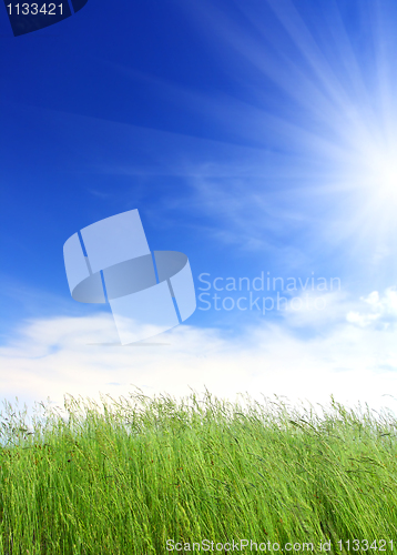Image of green grass under blue sky