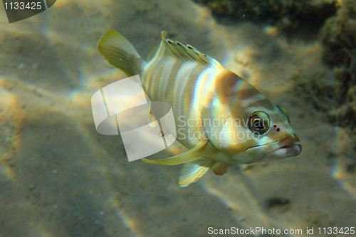 Image of grouper fish under water