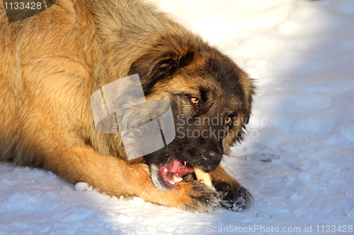 Image of Caucasian Shepherd dog eating bone