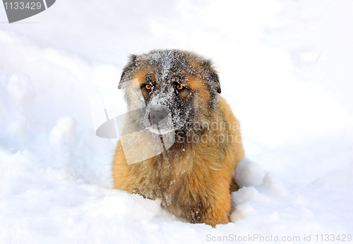 Image of Caucasian Shepherd dog in snow