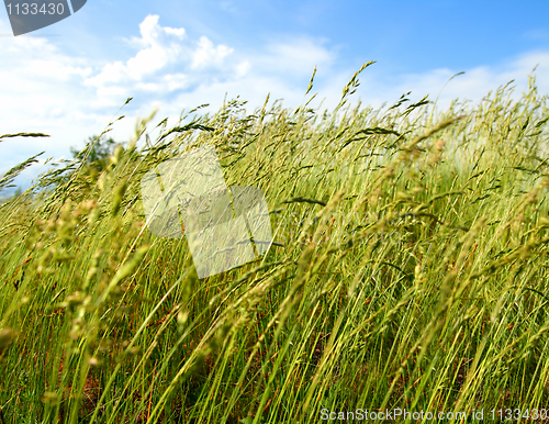 Image of grass and wind blowing