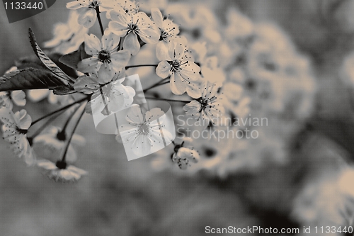 Image of Flowers of cherries. Vintage