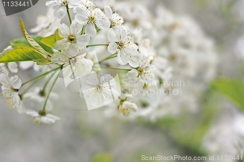 Image of A branch of the cherry blossoms