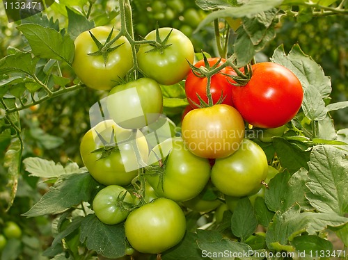 Image of Bunch with green and red tomatoes