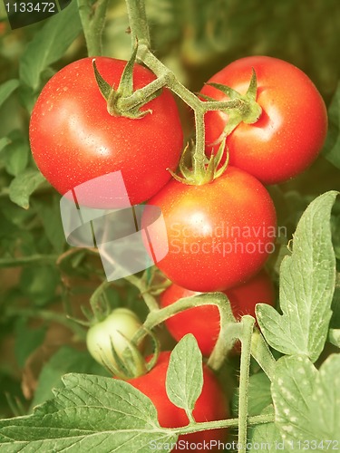 Image of Bunch with red tomatoes