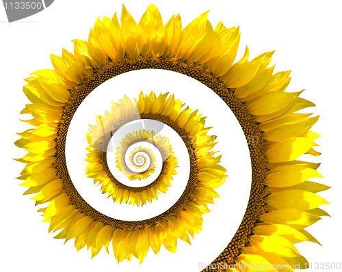 Image of Sunflower spiral