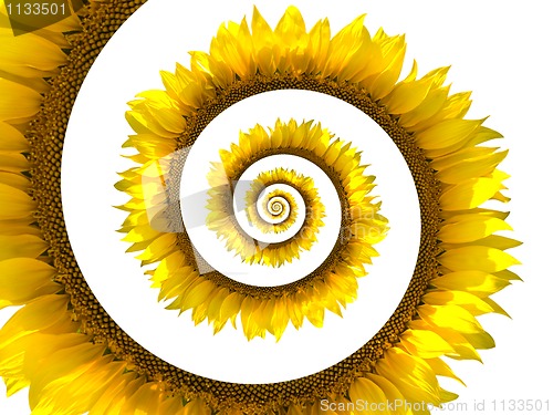 Image of Sunflower spiral