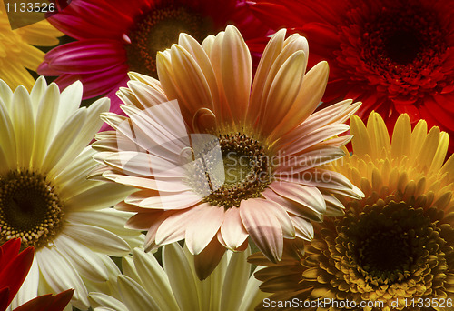 Image of Closeup of colorful Gerber daisies