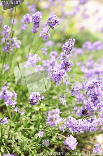 Image of Lavender blooming in a garden