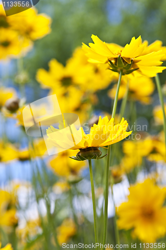 Image of Yellow coreopsis flowers