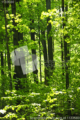 Image of Green spring forest