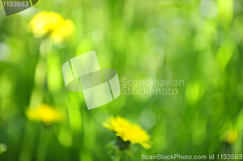 Image of Blurred green background