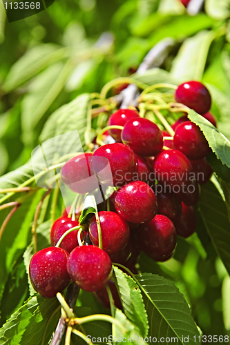 Image of Bunch of cherries on tree