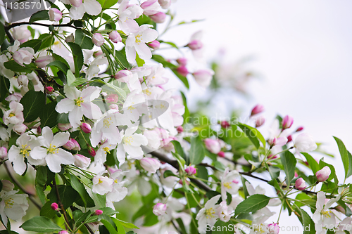 Image of Blooming apple tree